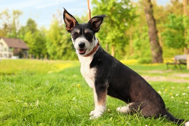 Photo of Cute dog with leash sitting on green grass in park