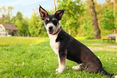 Cute dog with leash sitting on green grass in park