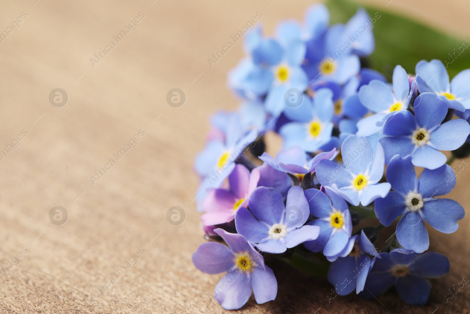 Photo of Beautiful blue Forget-me-not flowers on wooden table, closeup. Space for text