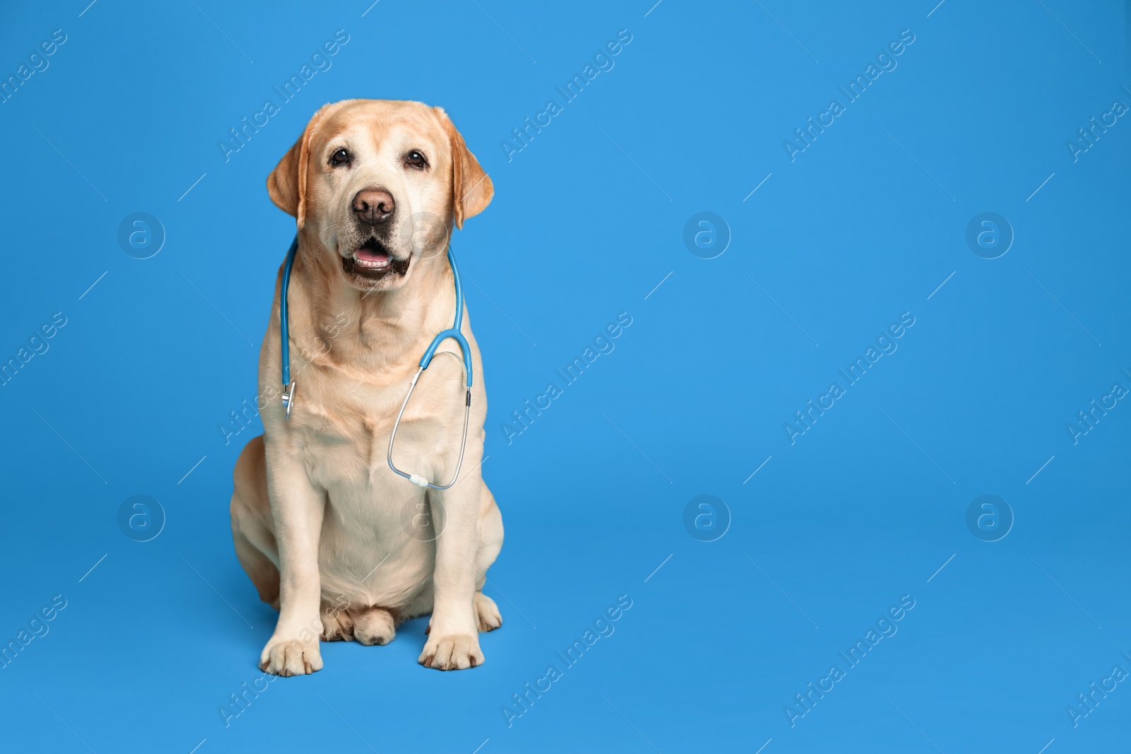 Photo of Cute Labrador dog with stethoscope as veterinarian on light blue background. Space for text