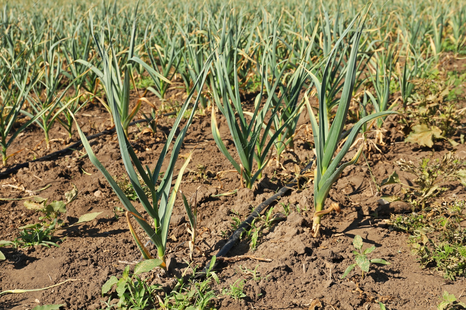 Photo of Young green garlic sprouts growing in field