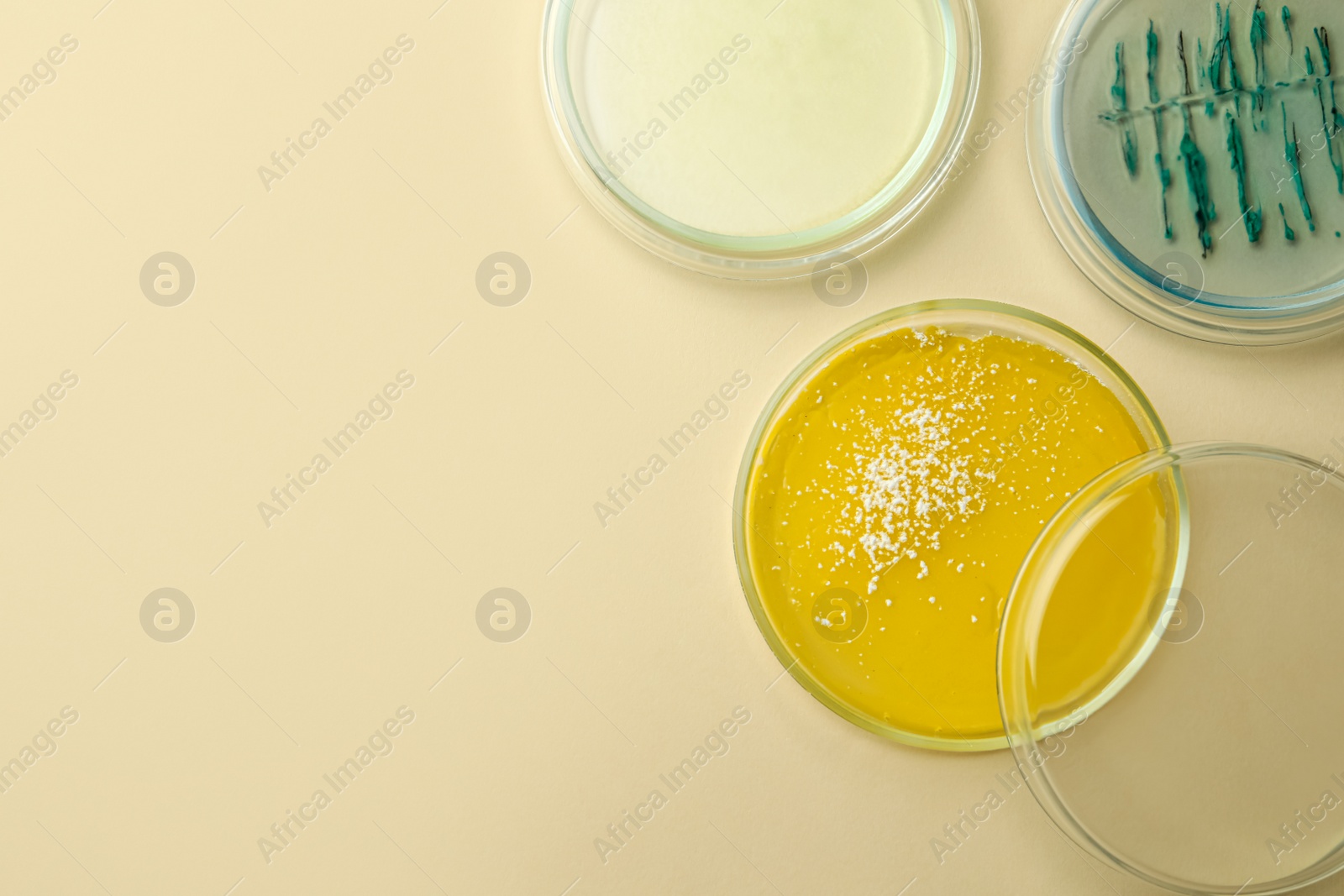 Photo of Petri dishes with different bacteria colonies on beige background, flat lay. Space for text