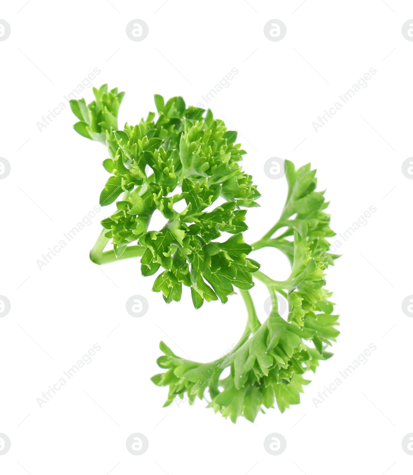 Photo of Fresh green organic parsley on white background