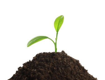 Young plant and pile of fertile soil on white background. Gardening time