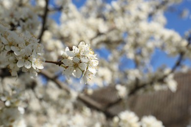 Beautiful cherry tree with white blossoms outdoors, closeup