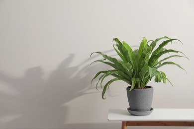 Photo of Houseplant in pot on table near white wall, space for text