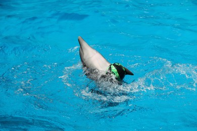 Photo of Dolphin swimming with ball in pool at marine mammal park
