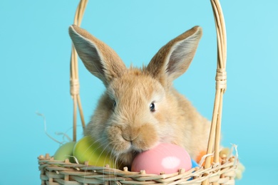 Adorable furry Easter bunny in wicker basket with dyed eggs on color background, closeup