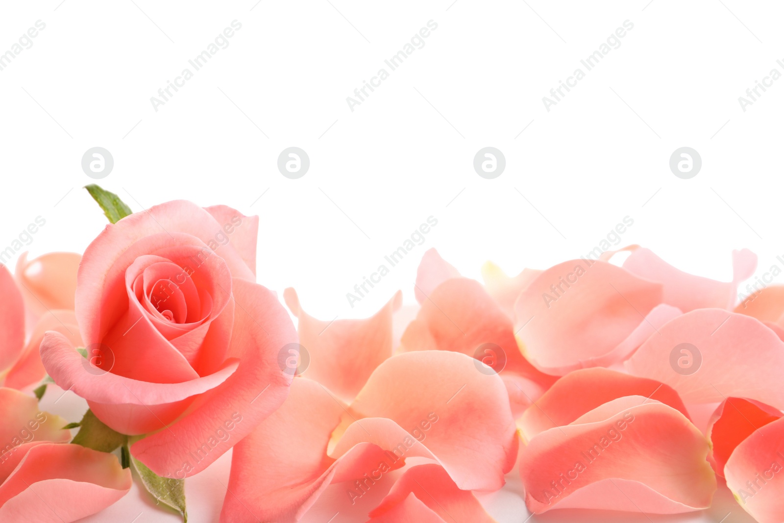 Photo of Beautiful rose and petals on white background