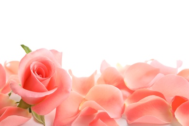 Beautiful rose and petals on white background