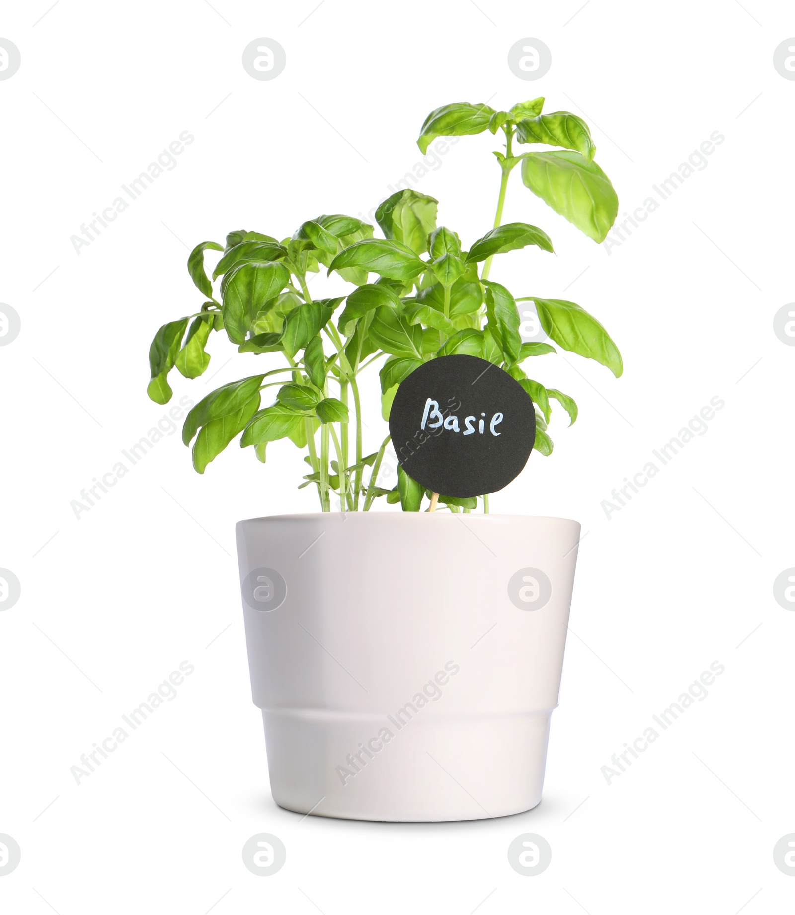 Image of Green basil with tag in pot isolated on white