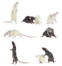 Image of Set of cute little rats on white background