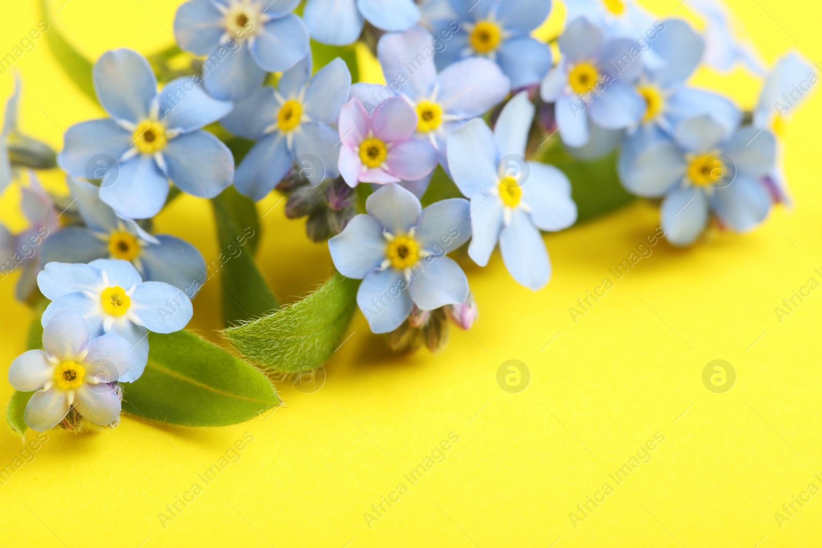 Photo of Amazing spring forget-me-not flowers on color background, closeup