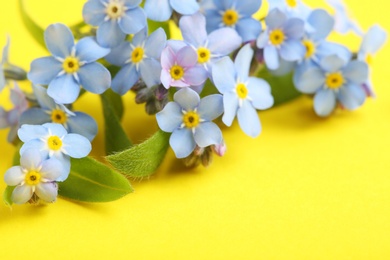 Amazing spring forget-me-not flowers on color background, closeup