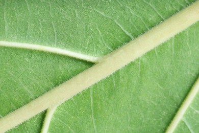 Photo of Texture of green leaf as background, macro photo