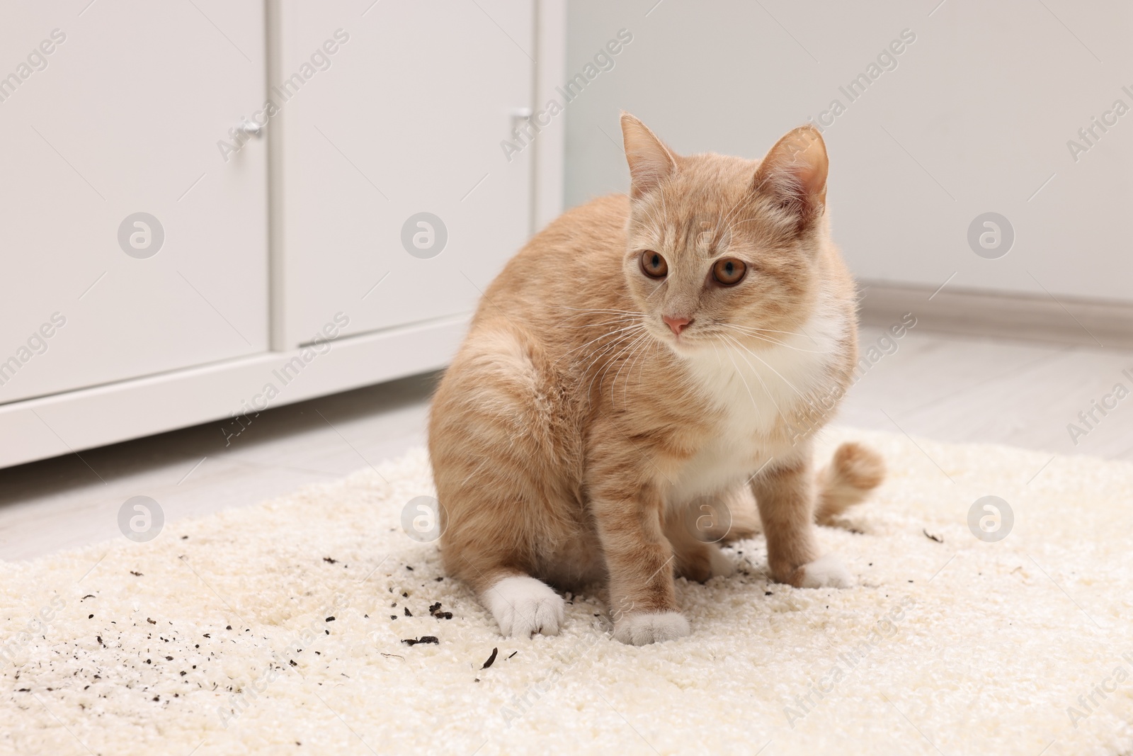 Photo of Cute ginger cat on carpet with scattered soil indoors