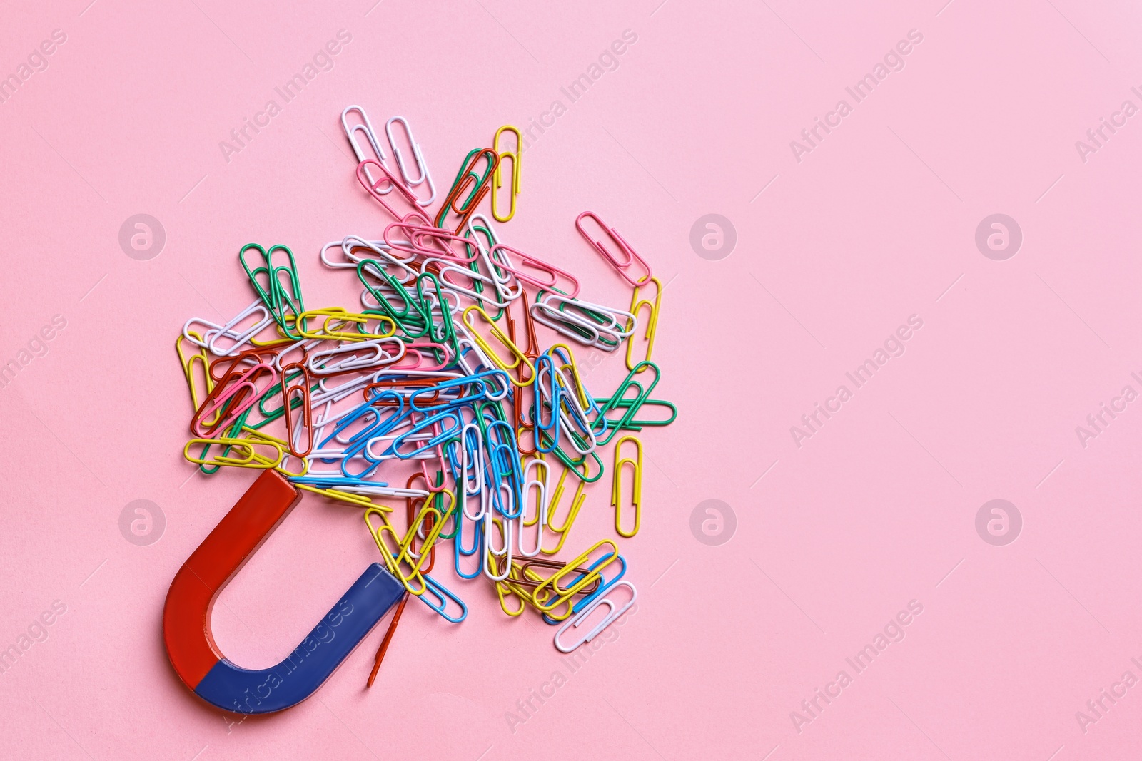 Photo of Red and blue horseshoe magnet attracting colorful paperclips on pink background, flat lay. Space for text