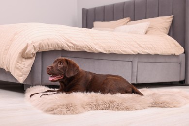 Photo of Cute chocolate Labrador Retriever puppy on fluffy rug in bedroom. Lovely pet