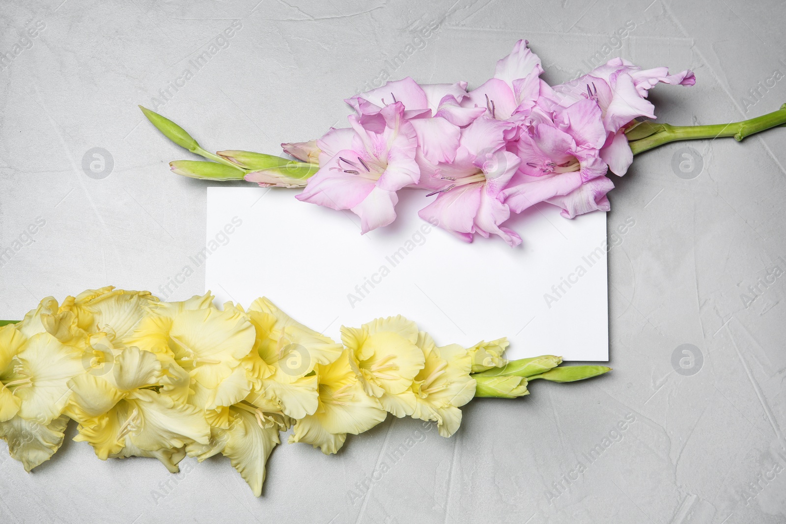 Photo of Beautiful gladiolus flowers with blank card on gray background, top view