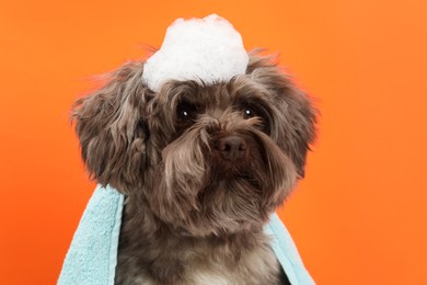 Photo of Cute Maltipoo dog with towel and foam on orange background. Lovely pet