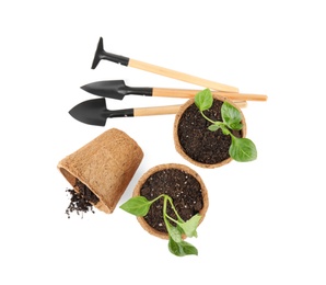 Vegetable seedlings and garden tools isolated on white, top view