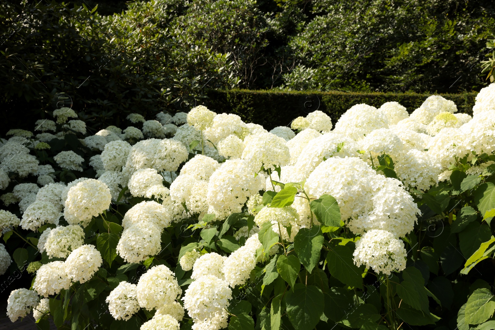 Photo of Beautiful hydrangea shrubs with white flowers outdoors