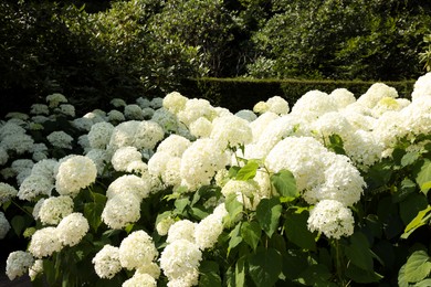 Photo of Beautiful hydrangea shrubs with white flowers outdoors
