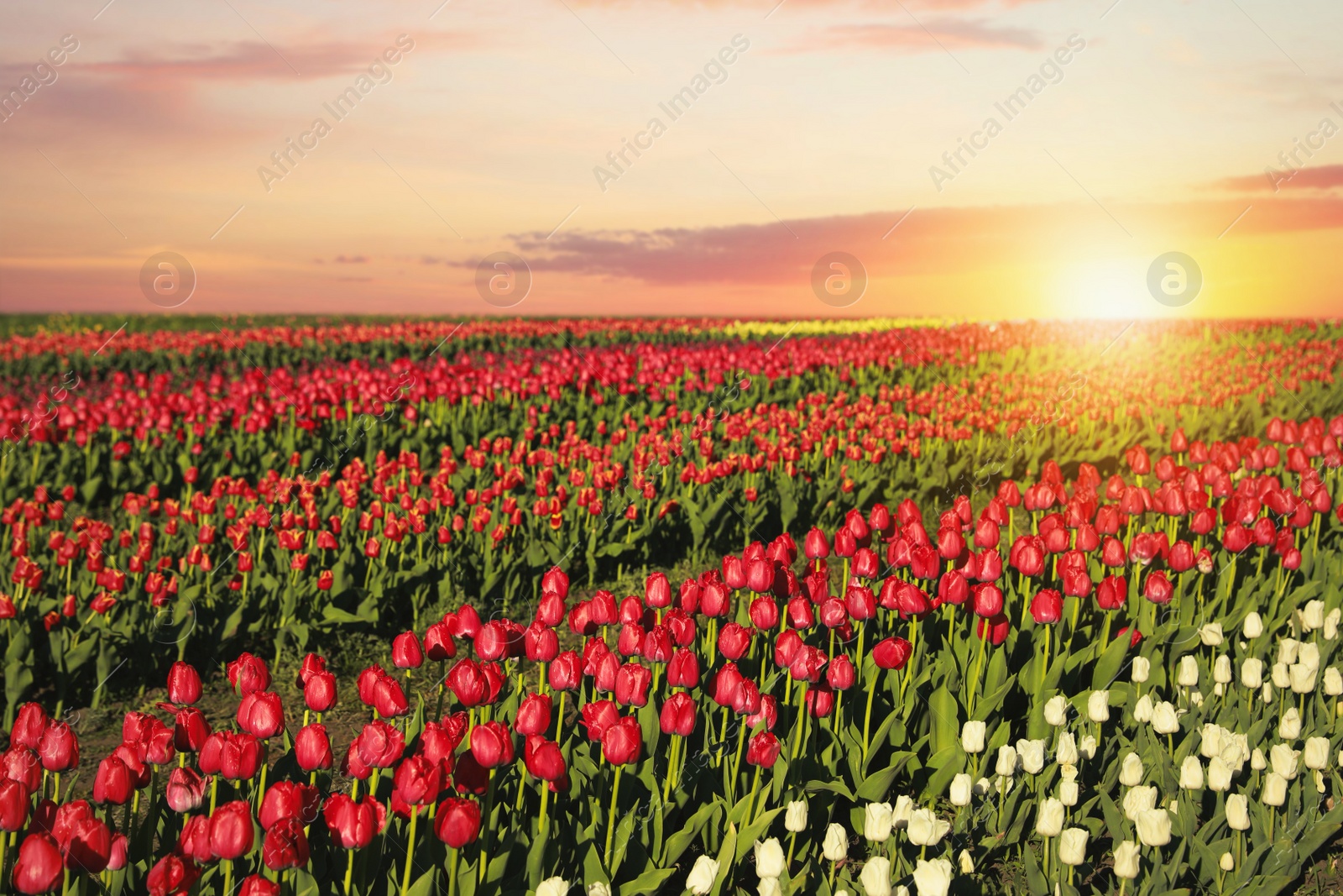 Photo of Beautiful view of field with blossoming tulips on sunny day