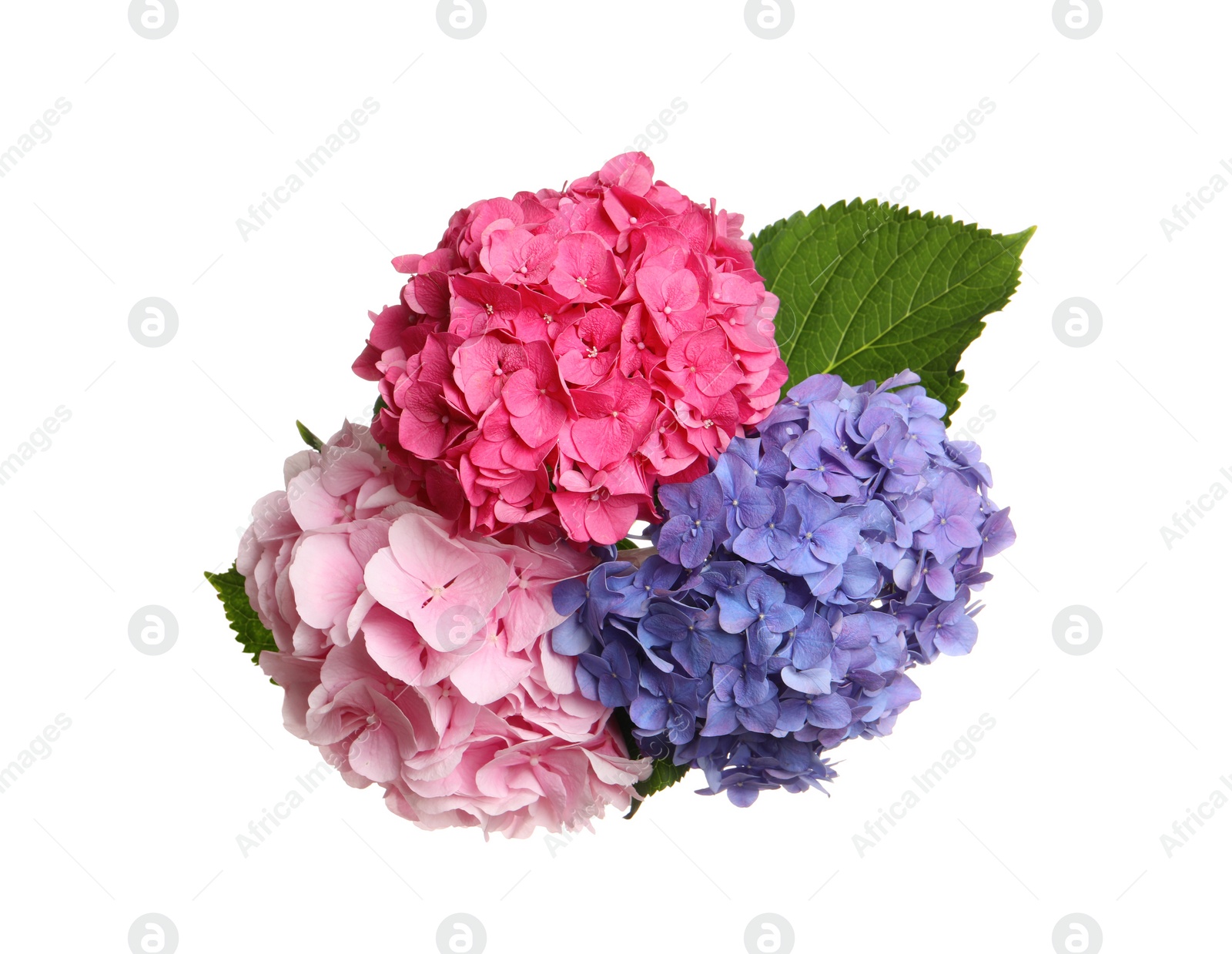 Photo of Bouquet of beautiful hortensia flowers on white background, top view