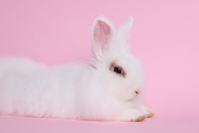 Photo of Fluffy white rabbit on pink background. Cute pet
