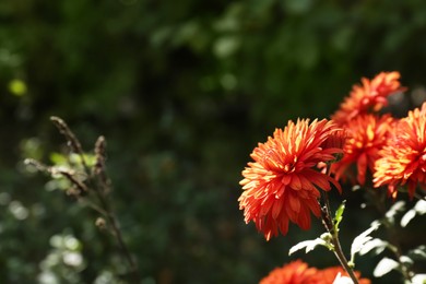 Photo of Beautiful chrysanthemum flowers growing in garden, space for text