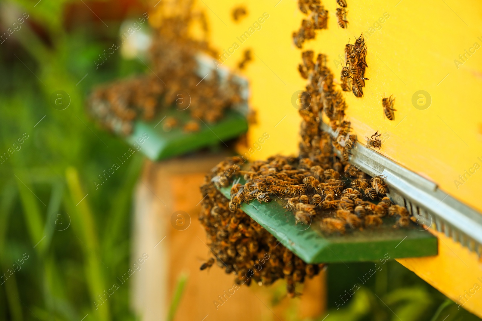 Photo of Closeup view of wooden hive with honey bees on sunny day