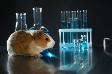 Guinea pig and laboratory glassware on table. Animal testing