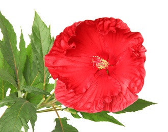 Photo of Beautiful red hibiscus flower on white background