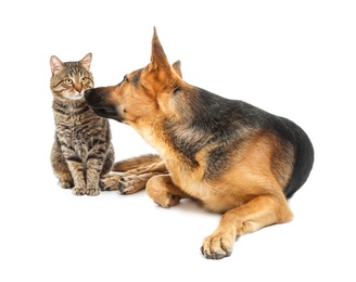 Photo of Adorable cat and dog on white background. Animal friendship