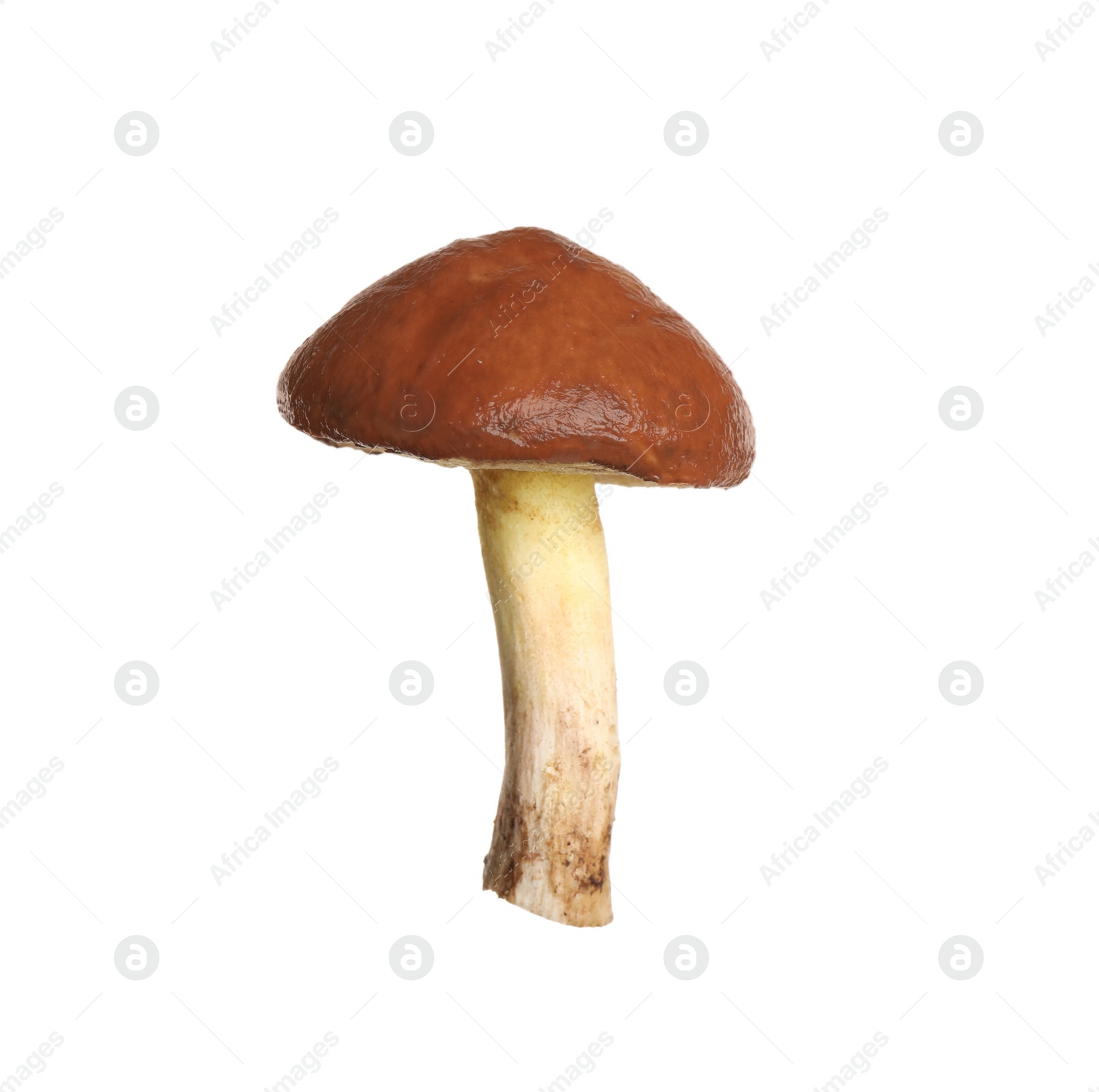 Photo of Fresh slippery jack mushroom isolated on white