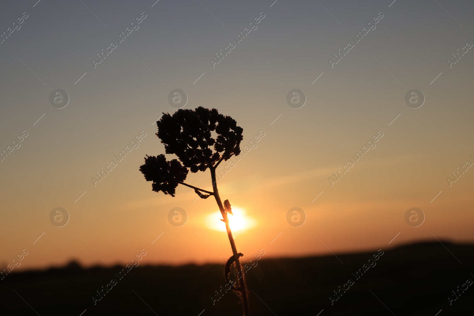 Photo of Silhouette of beautiful plant in field at sunset, closeup