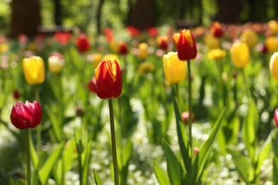 Beautiful bright tulips growing outdoors on sunny day