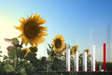 Image of Agricultural crisis. Sunflower field and illustration of graph showing decrease amount of harvest