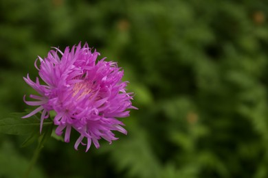 Beautiful blooming purple cornflower on blurred background, closeup. Space for text