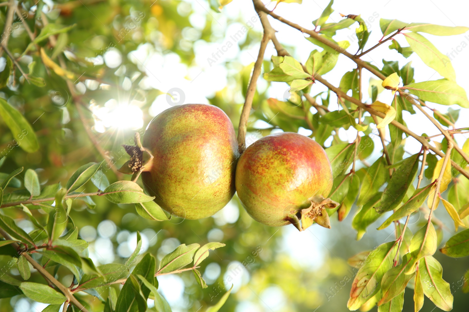 Photo of Pomegranates on tree branch in garden outdoors