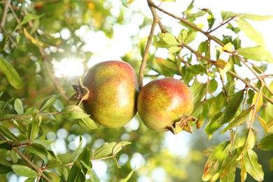 Photo of Pomegranates on tree branch in garden outdoors