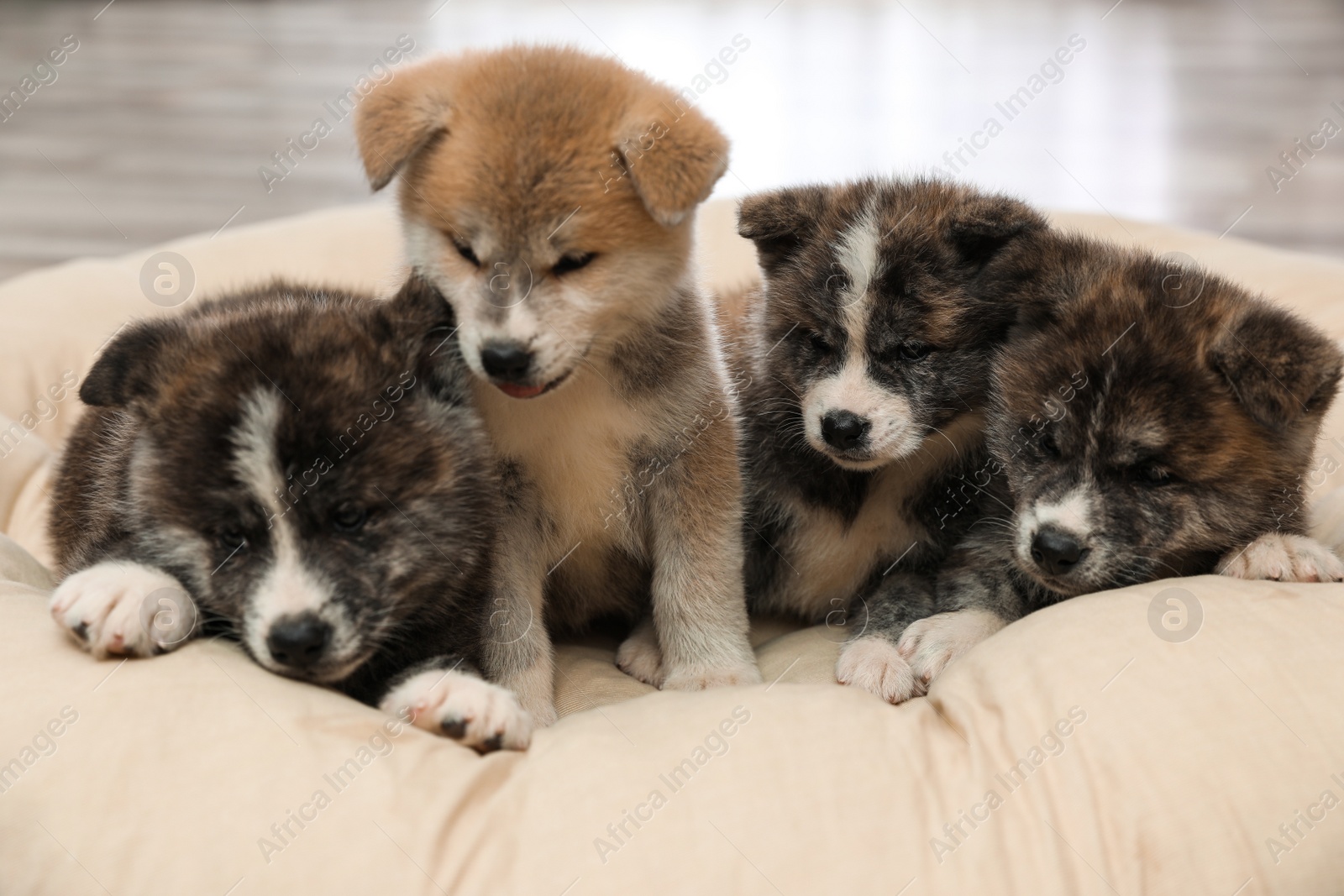 Photo of Akita inu puppies on pet pillow. Cute dogs