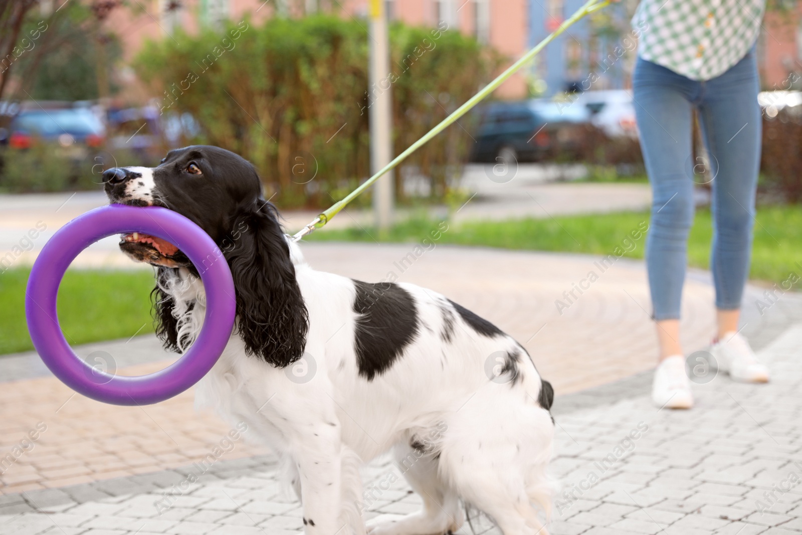 Photo of Woman playing with her English Springer Spaniel dog outdoors