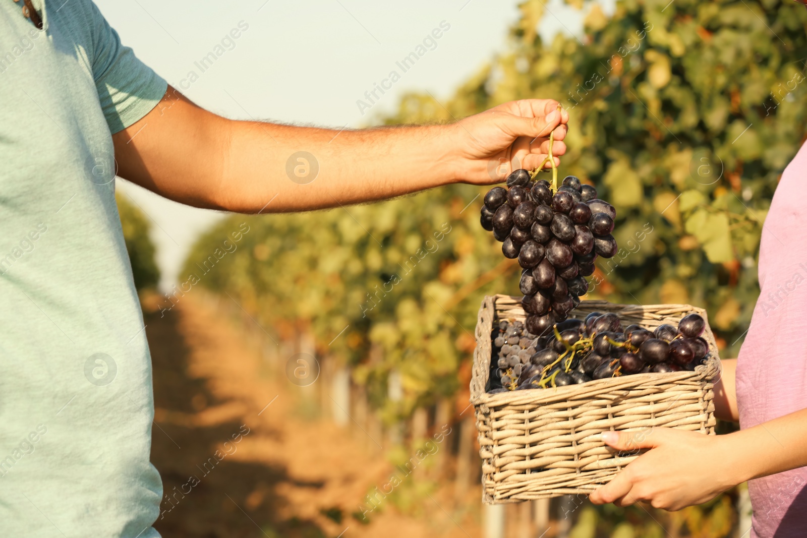 Photo of Farmers putting fresh ripe juicy grapes into basket in vineyard, closeup