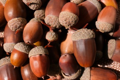 Photo of Pile of acorns as background, closeup view