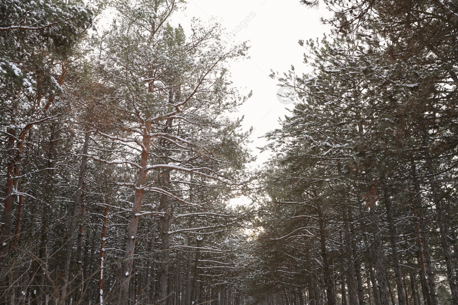 Photo of Beautiful view of conifer forest on snowy winter day