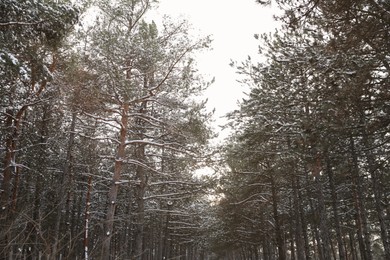 Beautiful view of conifer forest on snowy winter day