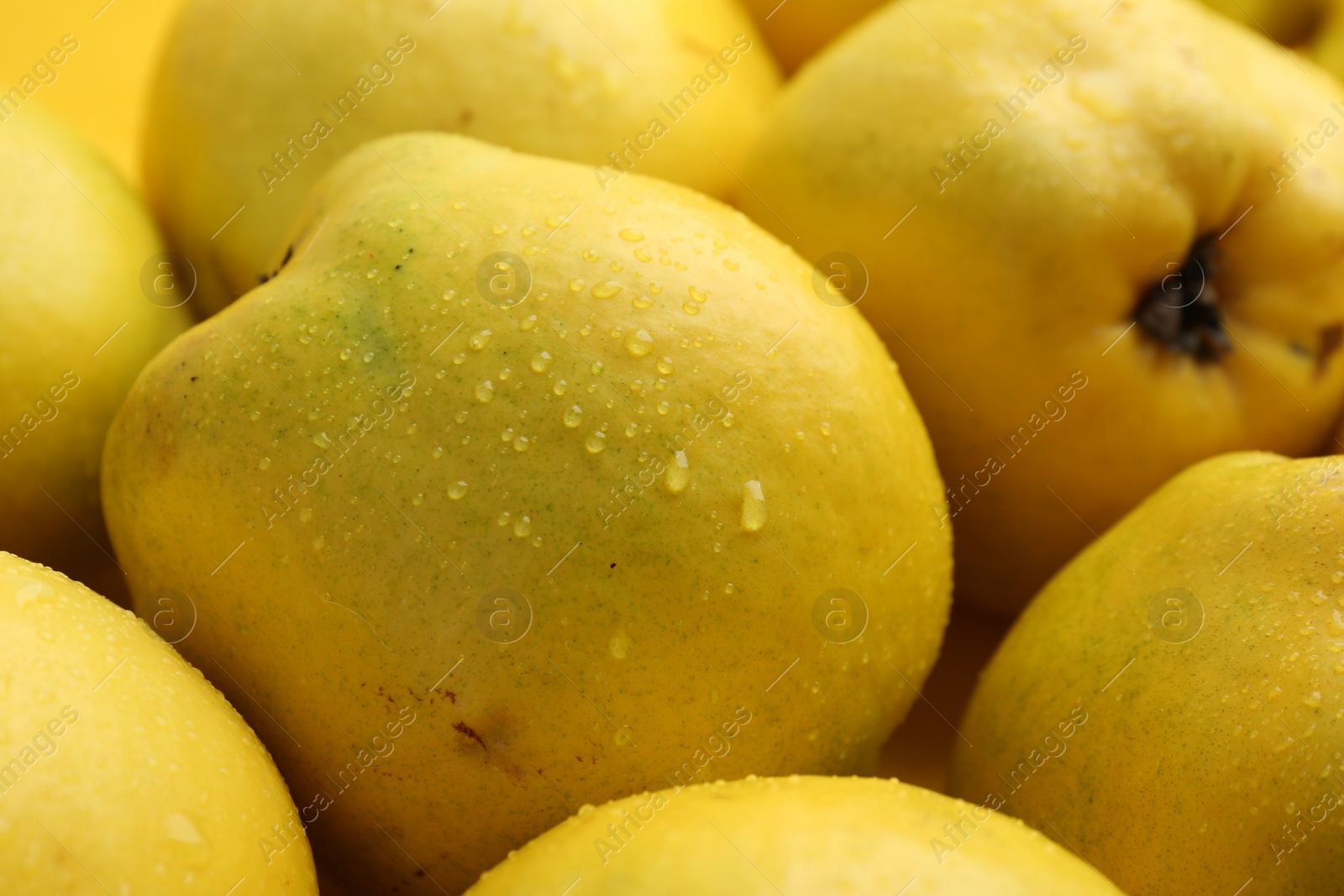 Photo of Delicious ripe quinces with water drops as background, closeup