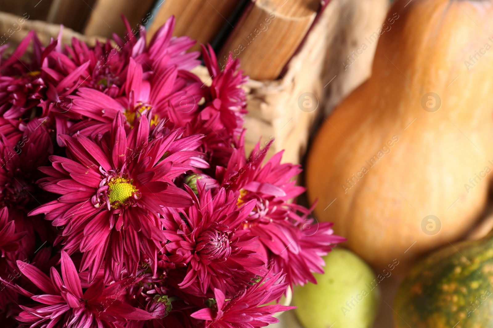 Photo of Beautiful fresh chrysanthemum flowers, wicker basket with books and pumpkins, closeup. Space for text